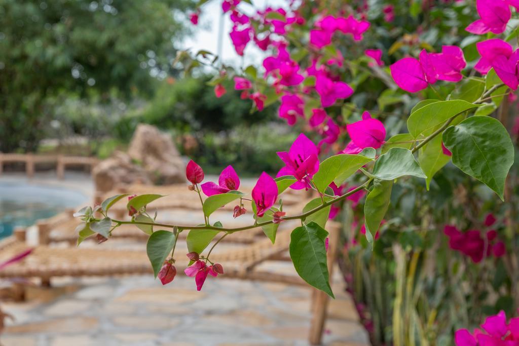 Kamili View Apartments Kiwengwa  Dış mekan fotoğraf